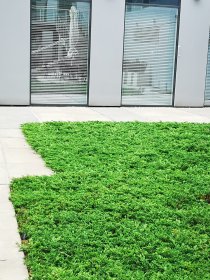 SERWIS ZIELENI / pielęgnacja roślin