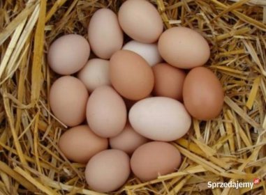 Jaja, jajka kurze