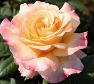 Róża wielkokwiatowa żółto-różowa