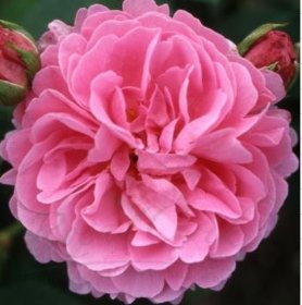 Róża pnąca różowa pełna Louise Odier