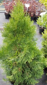 Żywotnik zachodni 'Smaragd'