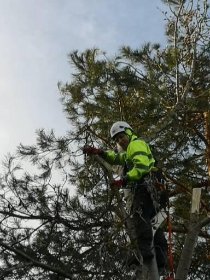 Wycinanie przycinanie drzew tuj również w miejscach trudno dostępnych
