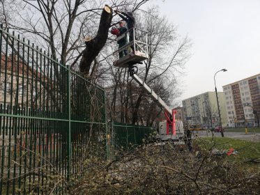 Wycinka drzew / Pielęgnacja drzew / Czyszczenie działek / Odwodnienia