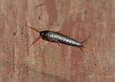 Usuwanie rybików cukrowych