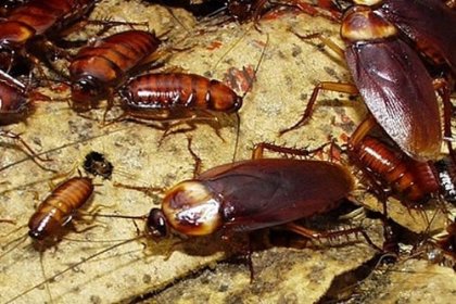 Usuwanie Karaluchów, Prusaków i Karaczanów