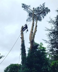 Wycinka i pielęgnacja drzew