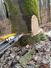 Profesjonalne wycinanie drzew