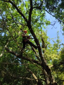 Wycinka drzew, wycinka lasu,przycinanie drzew,żywopłotów krzewów ozdobnych,
