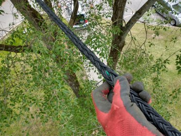 Zabezpieczenie drzewa- zakładanie wiązań