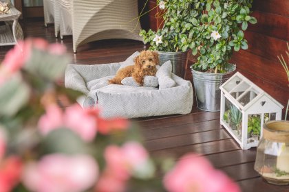 legowiska dla zwierząt, foteliki dla zwierząt