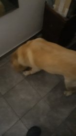 Opieka nad zwierzętami