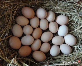 SPRZEDAŻ JAJ