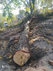 Wycinka drzew, przycinanie