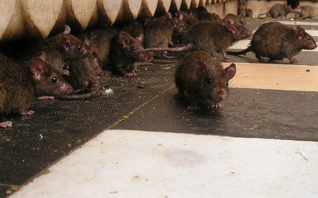 DERATYZACJA -  skuteczne zwalczanie gryzoni