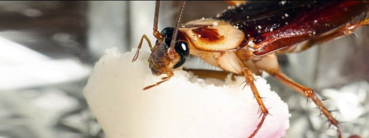 Dezynsekcja – insekty, które budzą strach.