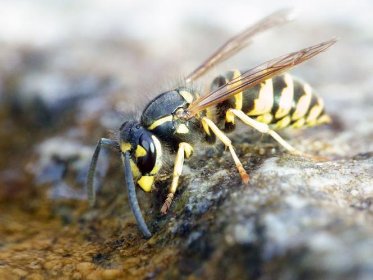 Osy, szerszenie - likwidacja gniazd