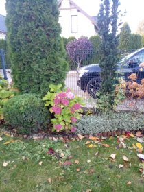 Pielęgnacja ogrodów: usługa abonamentowa