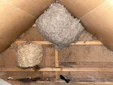 Osy, szerszenie Usuwanie OS i SZERSZENI Likwidacja gniazd Zwalczanie