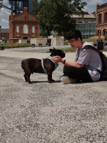 Wyprowadzenie oraz hotel dla psów