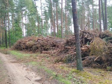 Zręby i trzebierze lasów i zbiór biomasy
