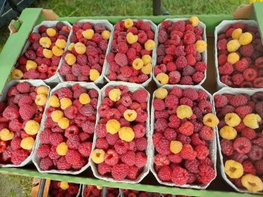 Maliny 24zl kg, lub zbierając samemu 15zl kg.