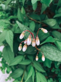 Zdjęcia makro kwiatów