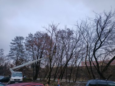 Pielęgnacja i wycinka drzew