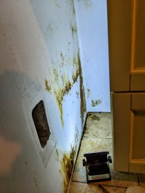 odgrzybianie ścian