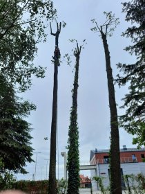 Wycinka przycinka drzew wraz z sprzątaniem i frezowaniem korzeni