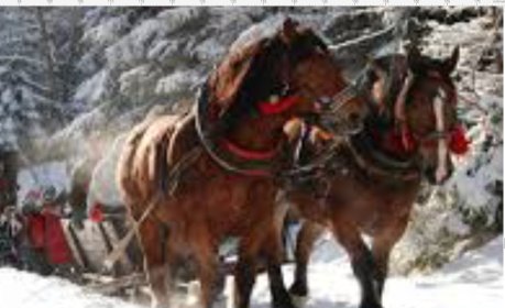 Kulig za Końmi w okresie zimowym w Sudetach Góry orlickie