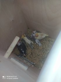 Nimfy wszystkie odmiany barwne