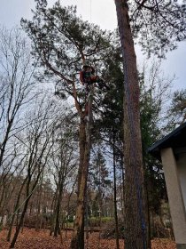 Wycinka drzew metodą alpinistyczną