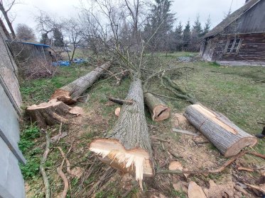 WYCINKA DRZEW METODĄ TRADYCYJNĄ