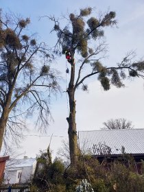 WYCINKA DRZEW METODĄ ALPINISTYCZNĄ