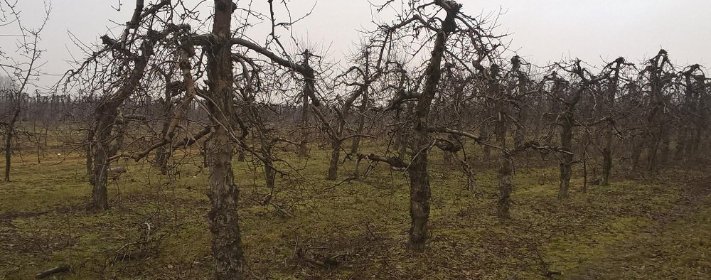 Wycinka samosiejek,karczowanie sadów,wycinka plantacji aronii,przecinka aronii.
