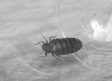 Odpluskwianie metodą ulv