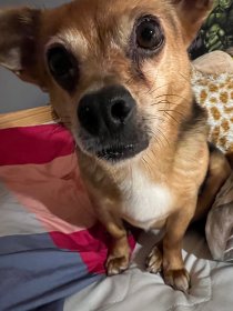 Wyprowadzanie psa na spacer