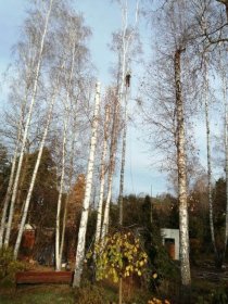 Alpinistyczne cięć drzew, koszenie trawy, zakładanie trawników