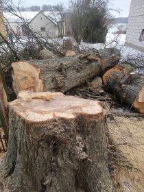 Wycinka drzew przycinka drzew