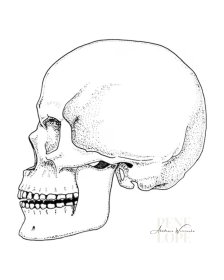 Indywidualny Anatomia twarzy