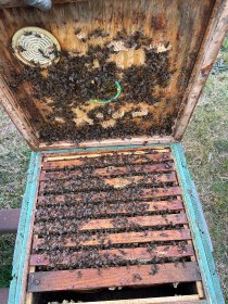 Rodziny przezimowane/odkłady pszczele