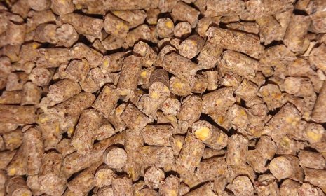 Kukurydza na biogazownie