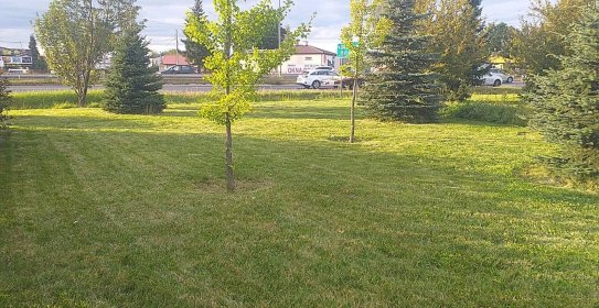 Oferujemy prace działkowe takie jak koszenie, karczowanie, wycinka  ,