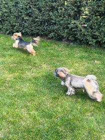 Wyprowadzanie psów 🐶