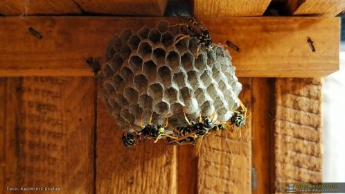 Usuwanie gniazd os i szerszeni