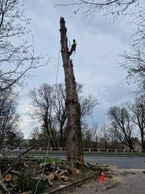 ścinka sekcyjna drzew