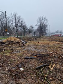 Czyszczenie działek, wycinanie zarośli