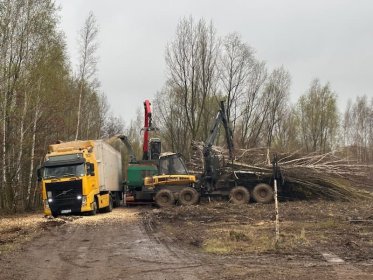 Wycinka, karczowanie sadów, samosiejek, drzew