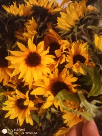 Kwiaty słonecznika