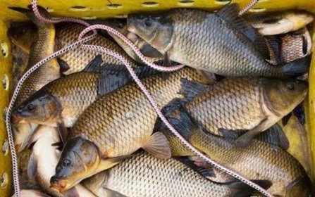 Sprzedam żywego karpia waga 2-3kg/na duże hurty od 2-3 ton ryb wzwyż